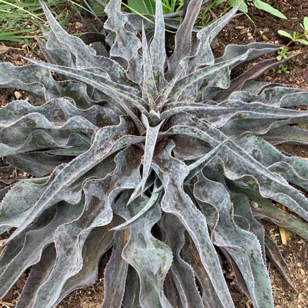 Mangave Desert Dragon variety