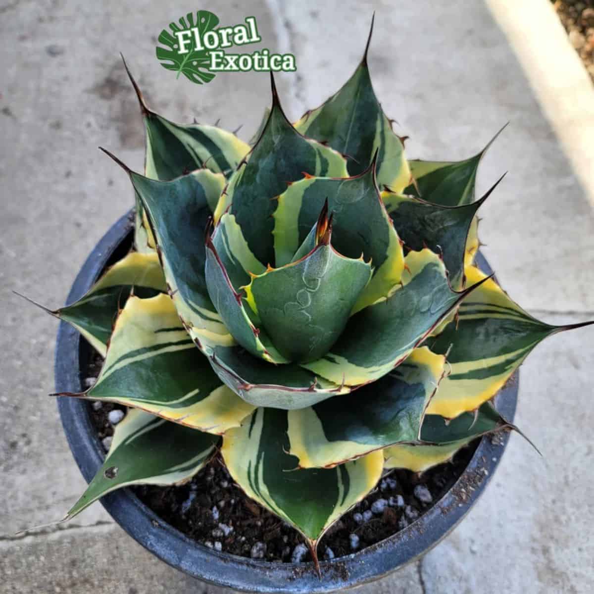 Fireball Agave in a pot.