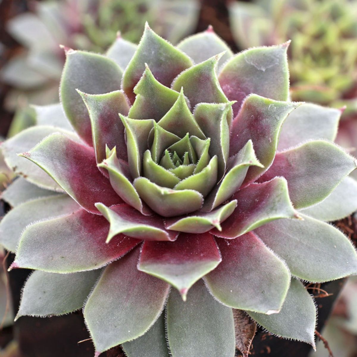 Sempervivum Grape Galaxy variety