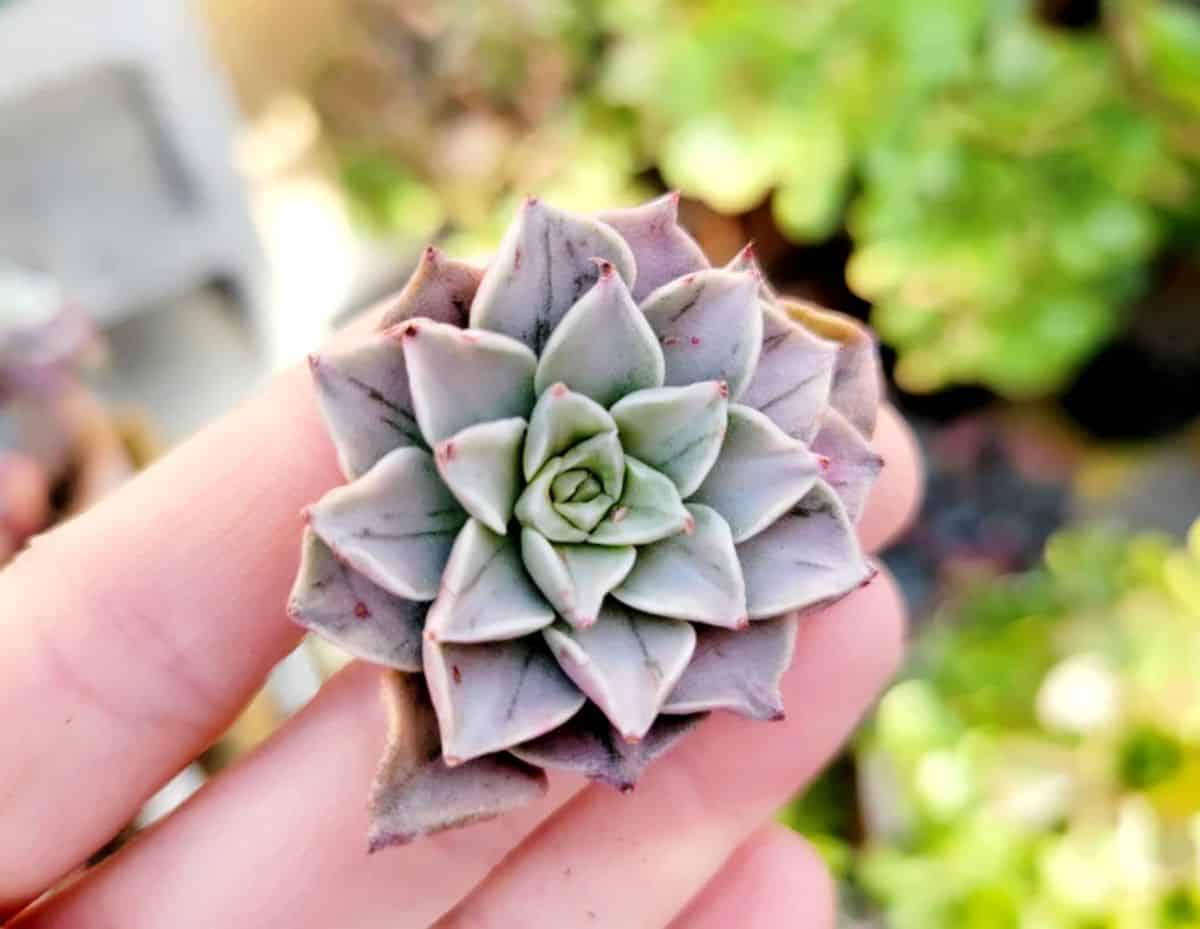 Graptopetalum bellum held by hand.