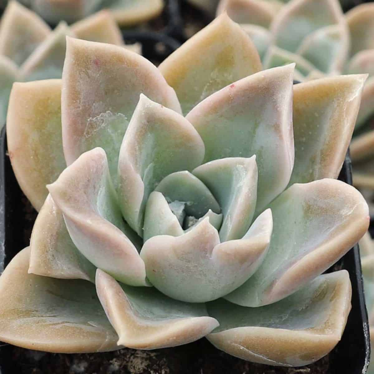 Graptoveria  Fantome variety.