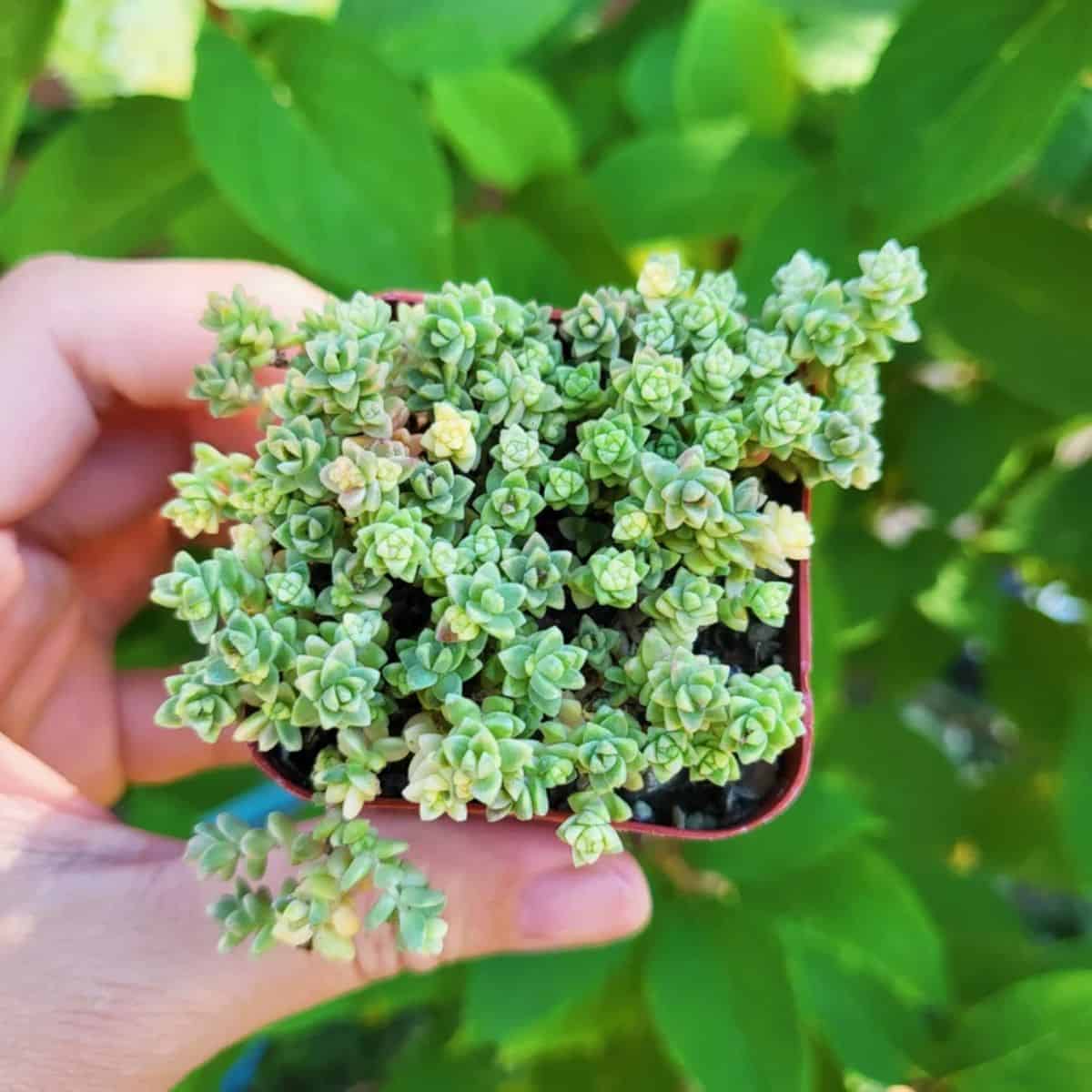 Sedum angelicum grows in a pot held by hand.