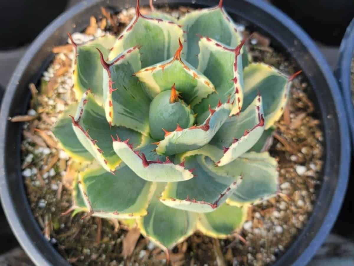 Desert Diamond agave in a pot.