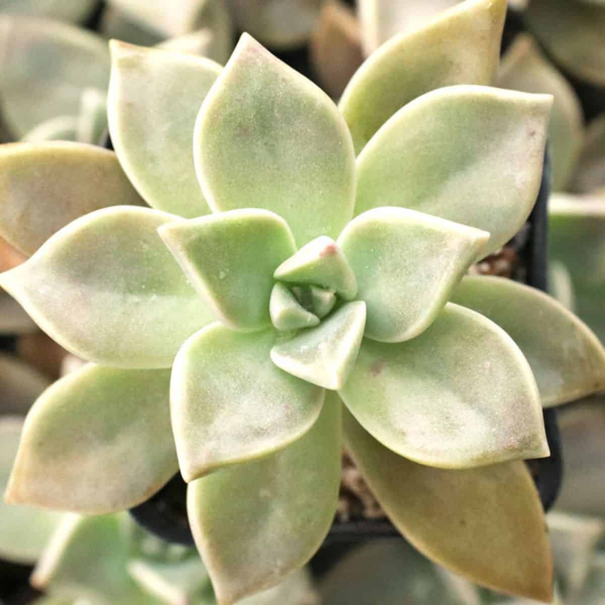 Graptoveria  Acaulis variety.