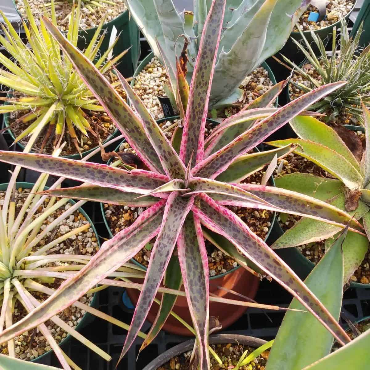 Mangave Kaleidoscope variety grows in a pot.