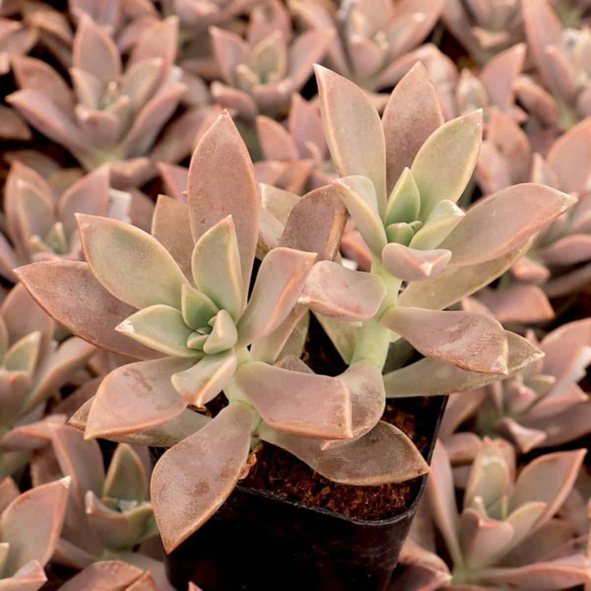 Graptopetalum Purple Haze grows in a plastic pot.