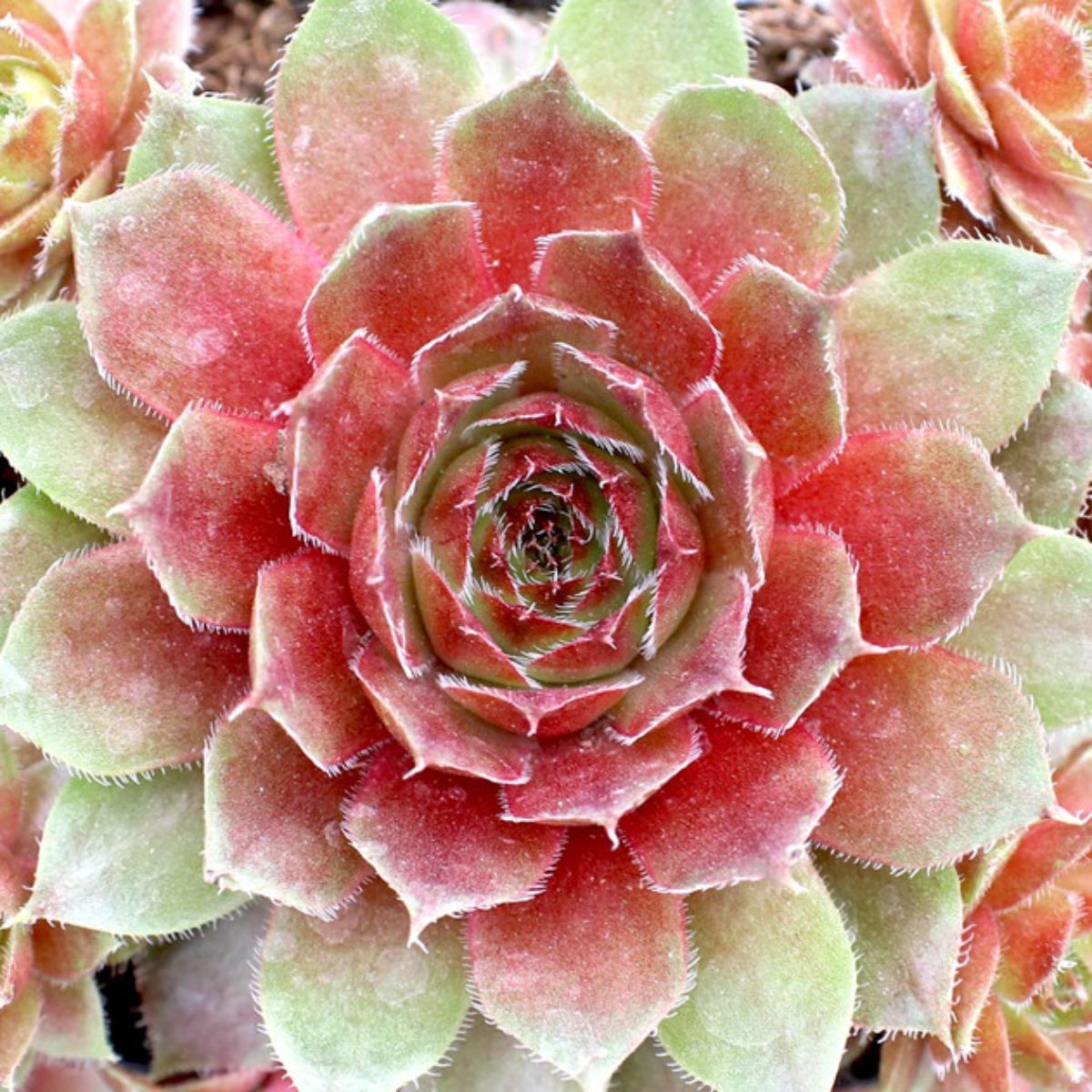 Sempervivum Red Rubin variety.