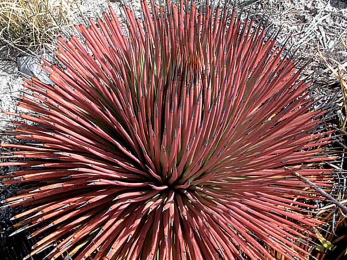 Red Hedgehog agave