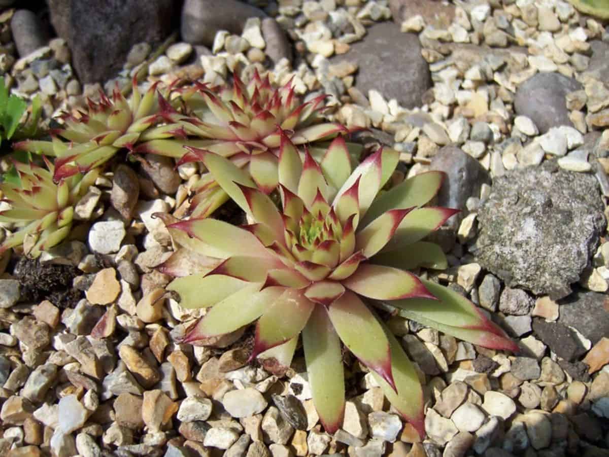 Sempervivum Amanda variety.