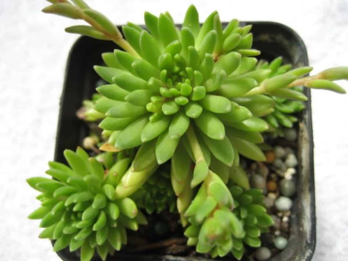 Graptopetalum saxifragoides grows in a plastic pot.