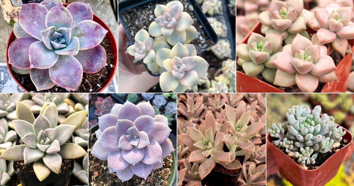 15 Graptopetalum Varieties for Your Succulent Garden facebook image.