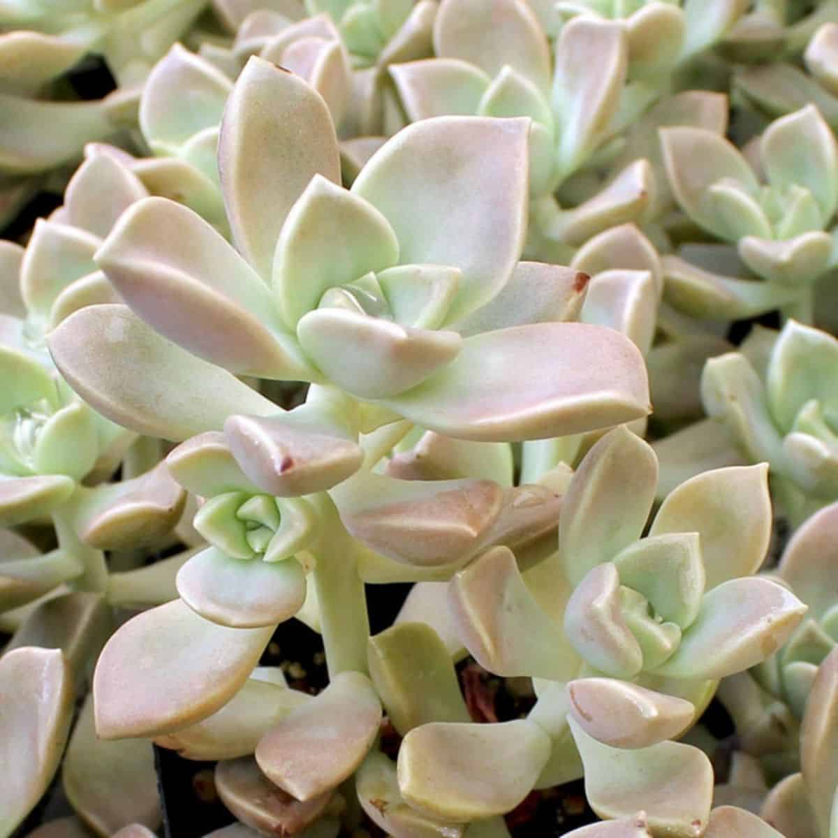 Graptoveria  Harry Watson variety.