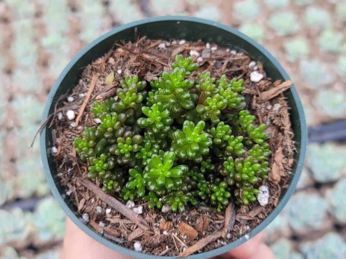 Sedum rubrotinctum, Mini Me grows in a pot.