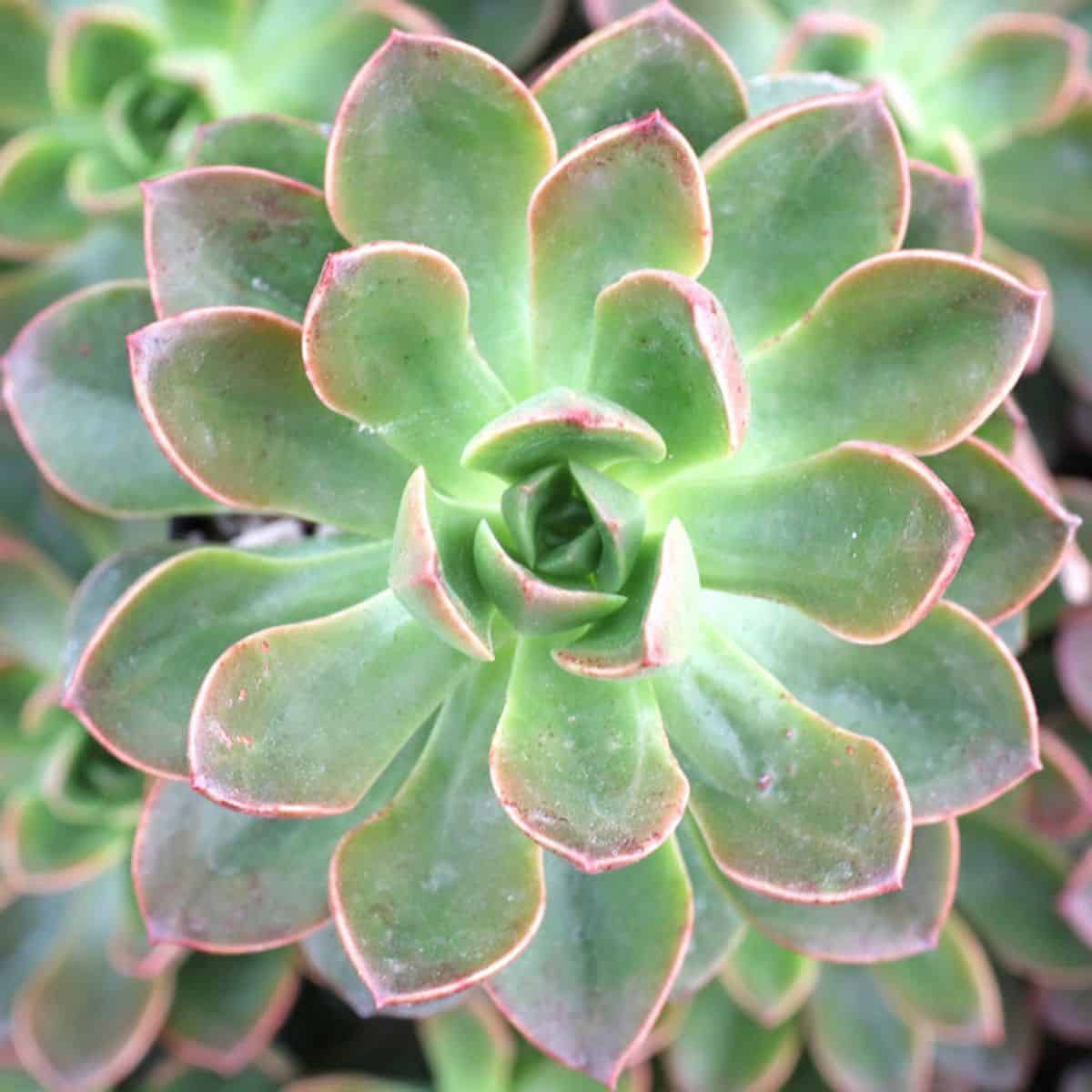 Graptoveria  Fenix variety.