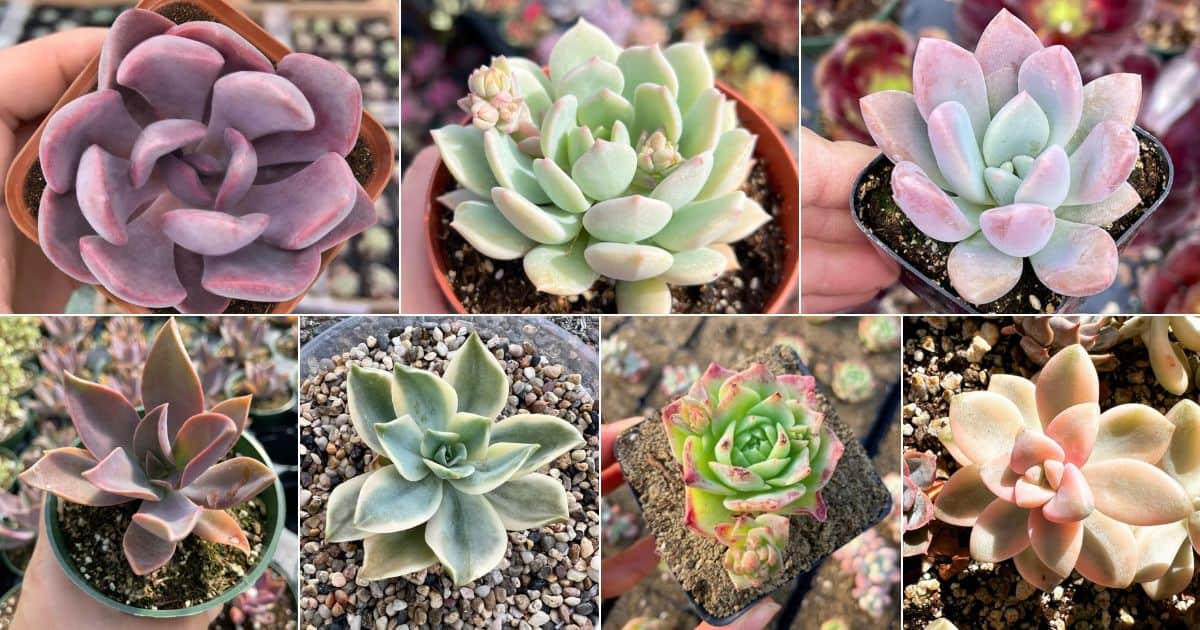 16 Graptoveria to Grab as Soon as You Can facebook image.