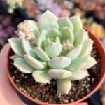 Graptoveria Moonglow in a plastic pot held by hand.