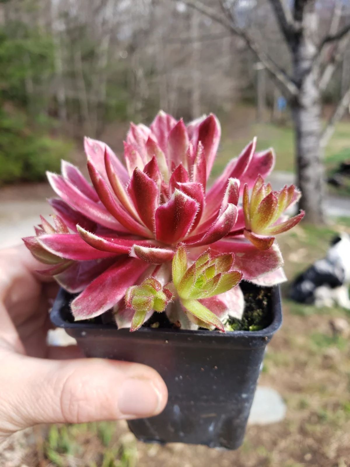 Sempervivum Lotus Blossom grows in a plastic pot held by hand.