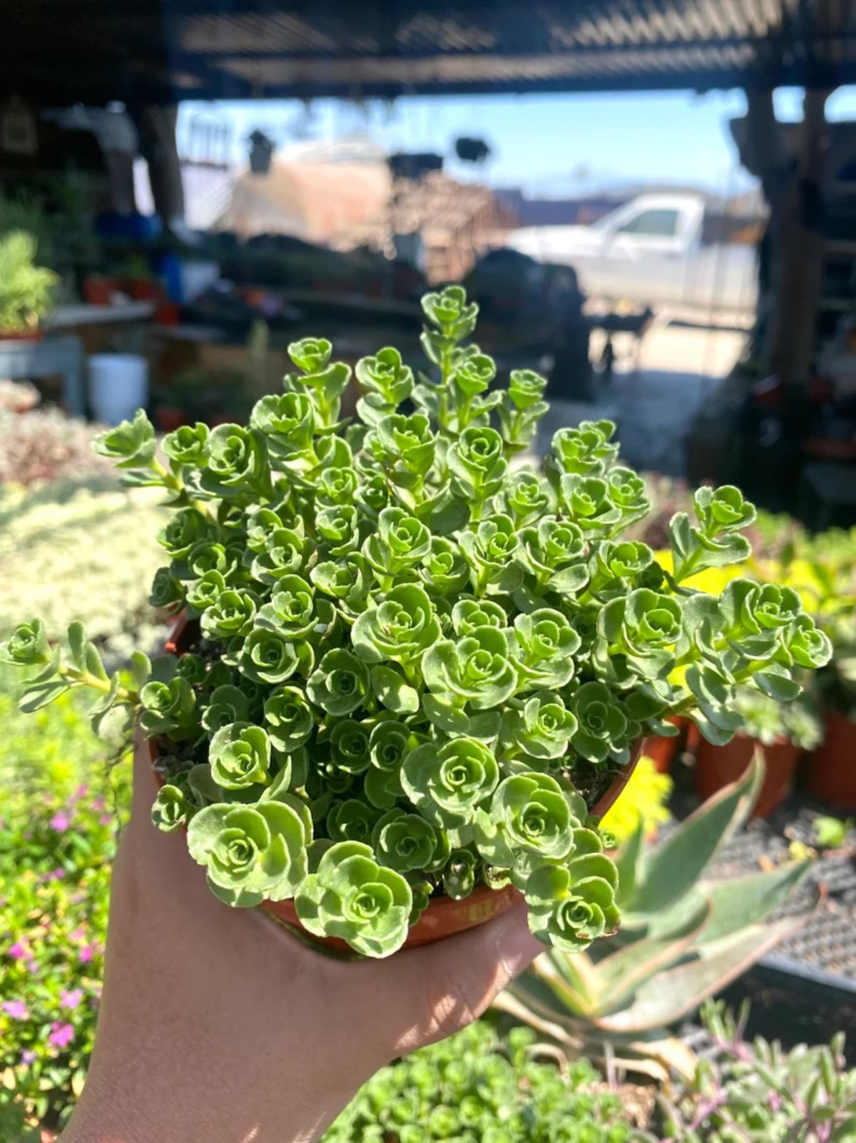 Sedum spurium, John Creech grows in a pot held by hand,