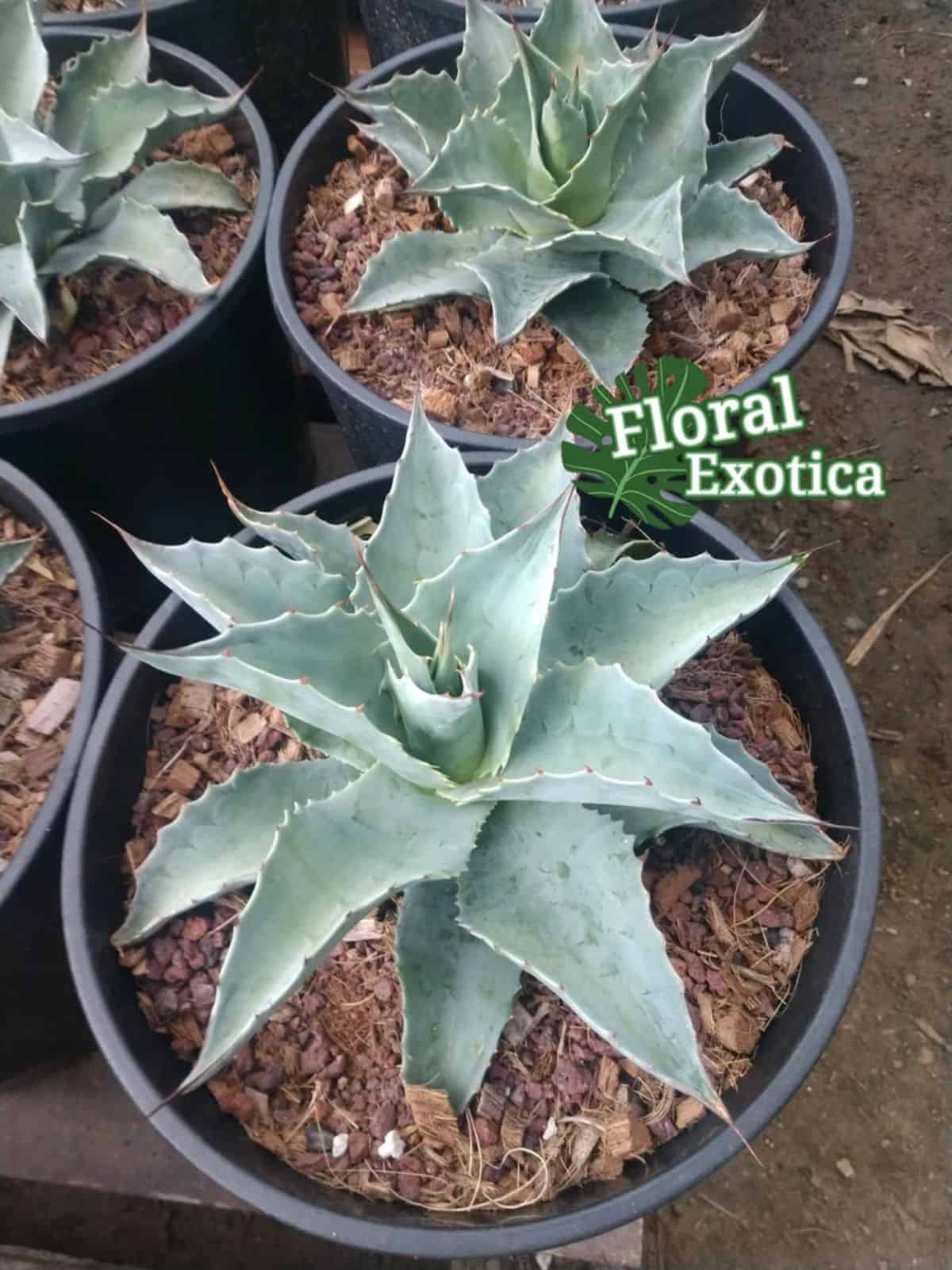 Whales Tongue agaves in pots.