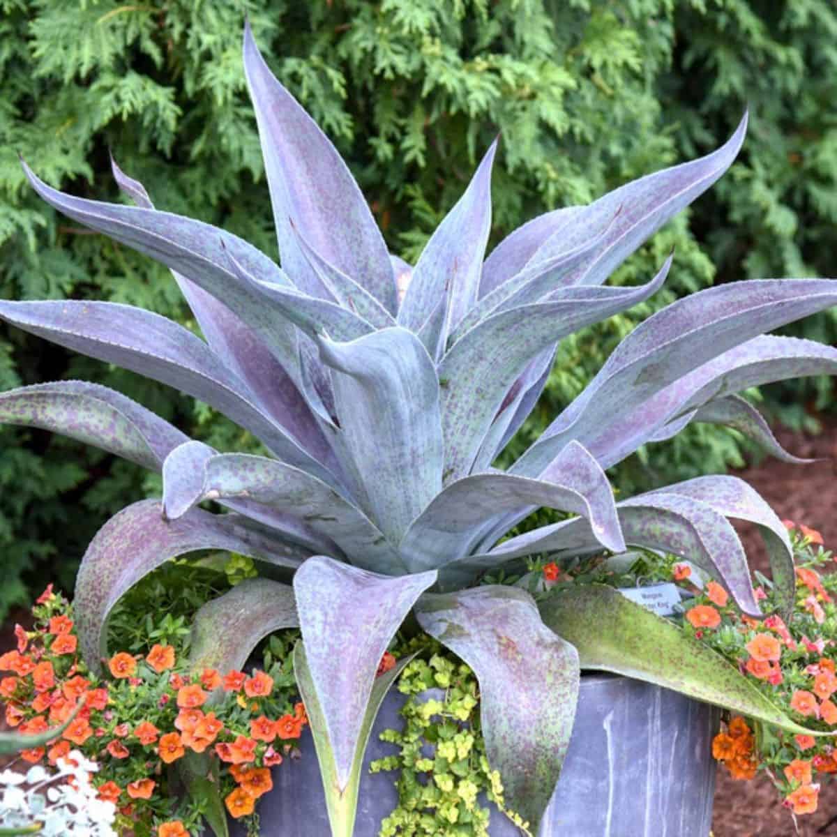 Mangave Aztec King variety grows in a garden,