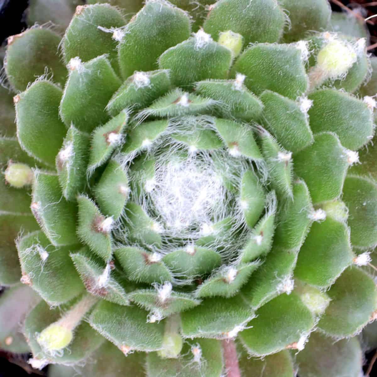 Sempervivum Kramers Spinrad variety.