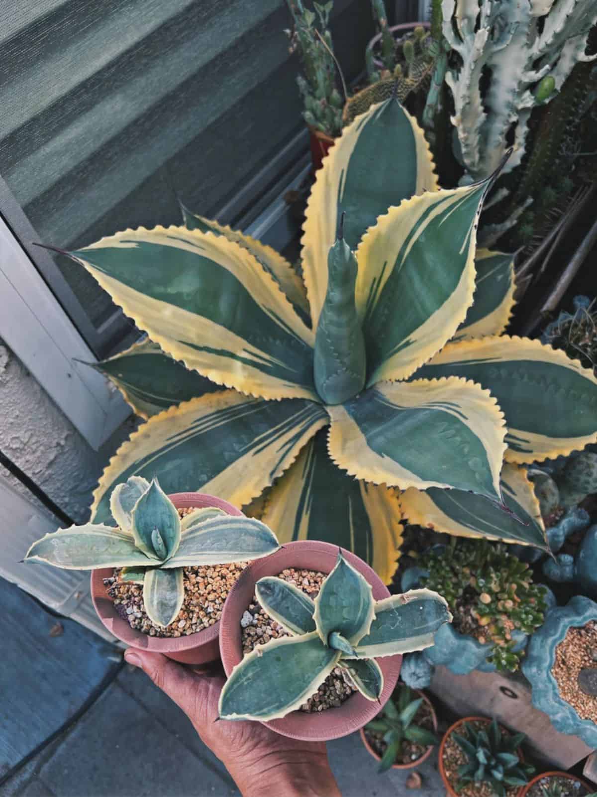 Ripple Effect agave in a pot.