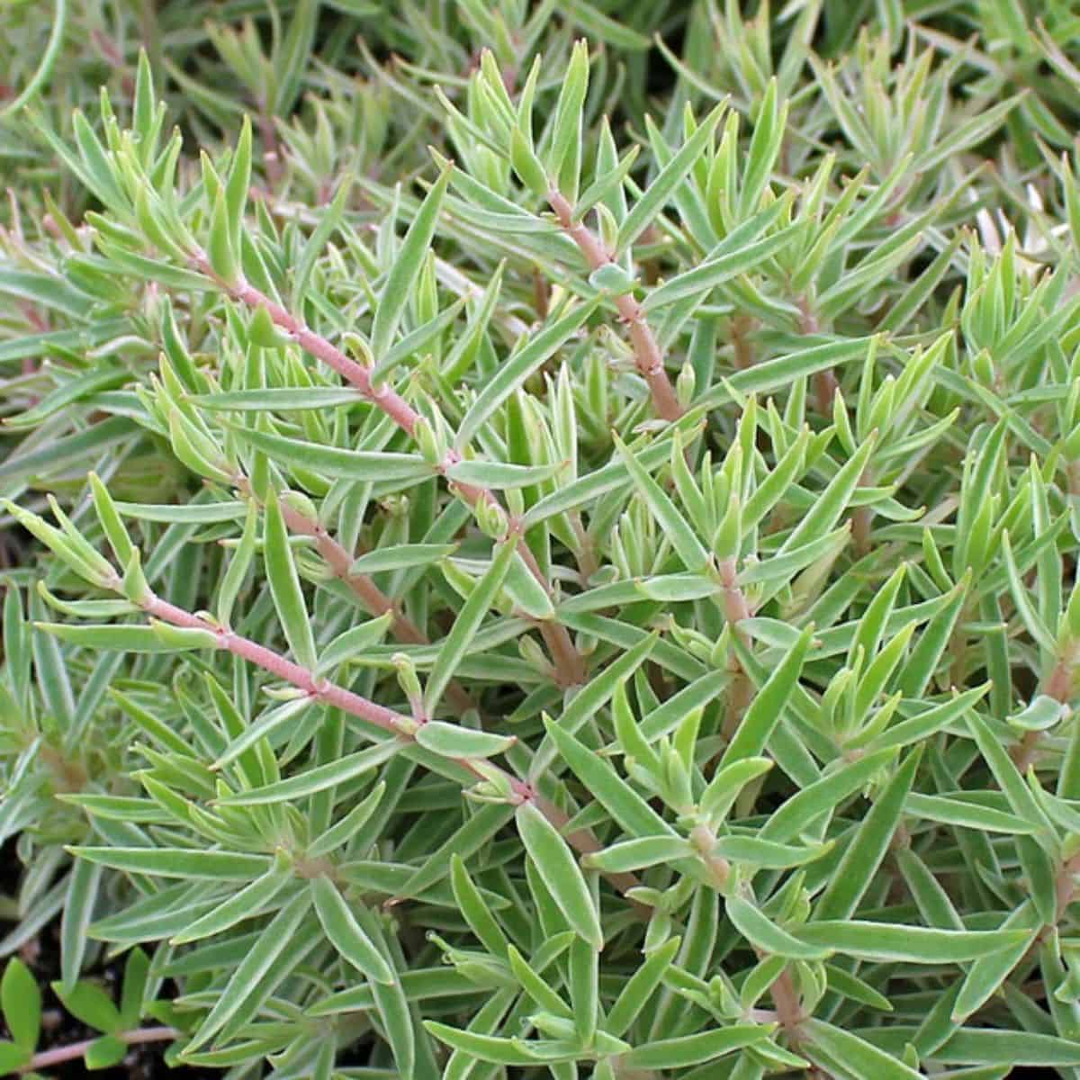 Sedum lineare