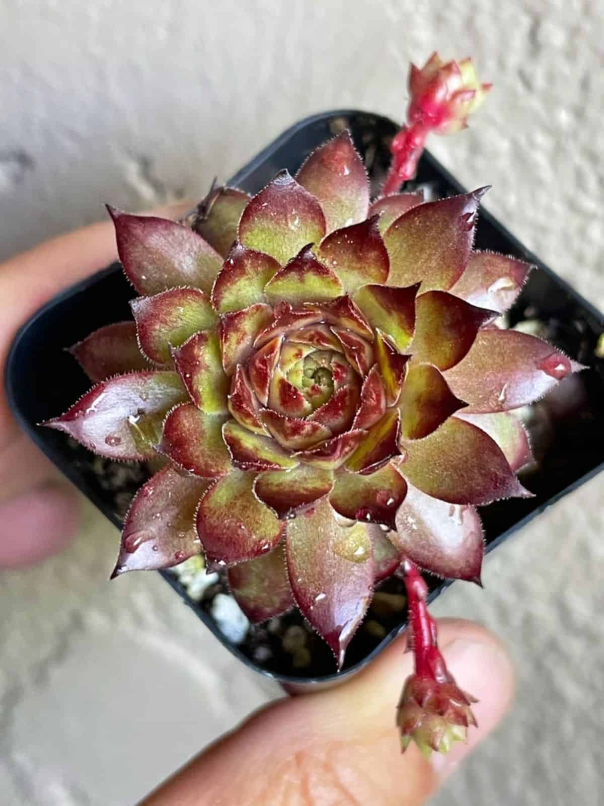 Sempervivum Black Rose grows in a plastic pot held by hand.