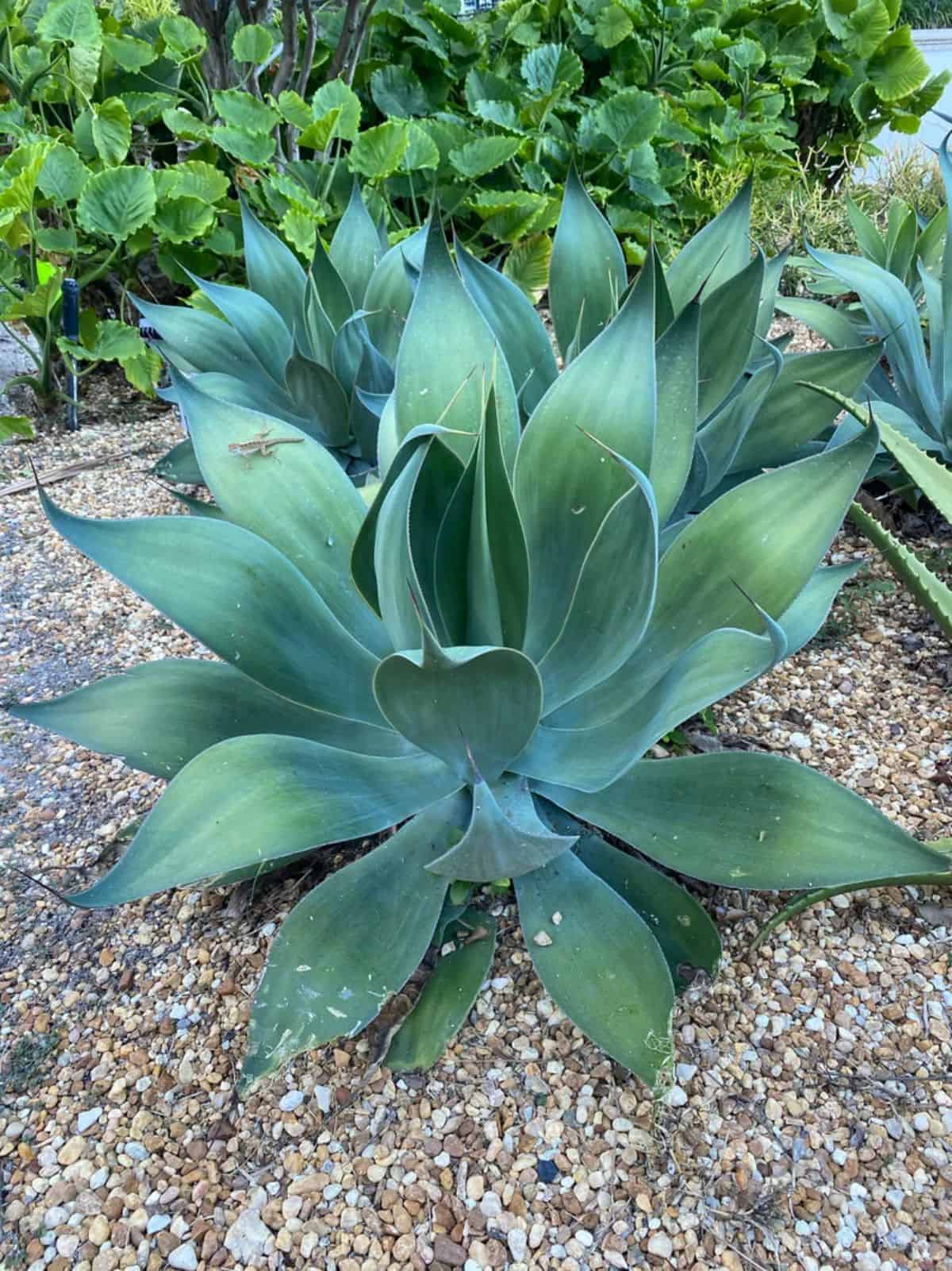 Ray of Light agave