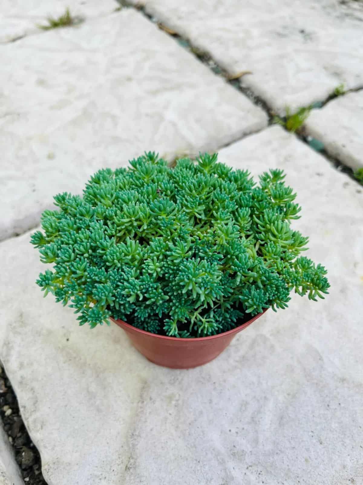 Sedum hispanicum grows in a pot.