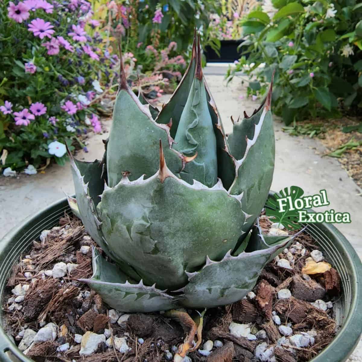 Chunky Monkey agave in a pot.