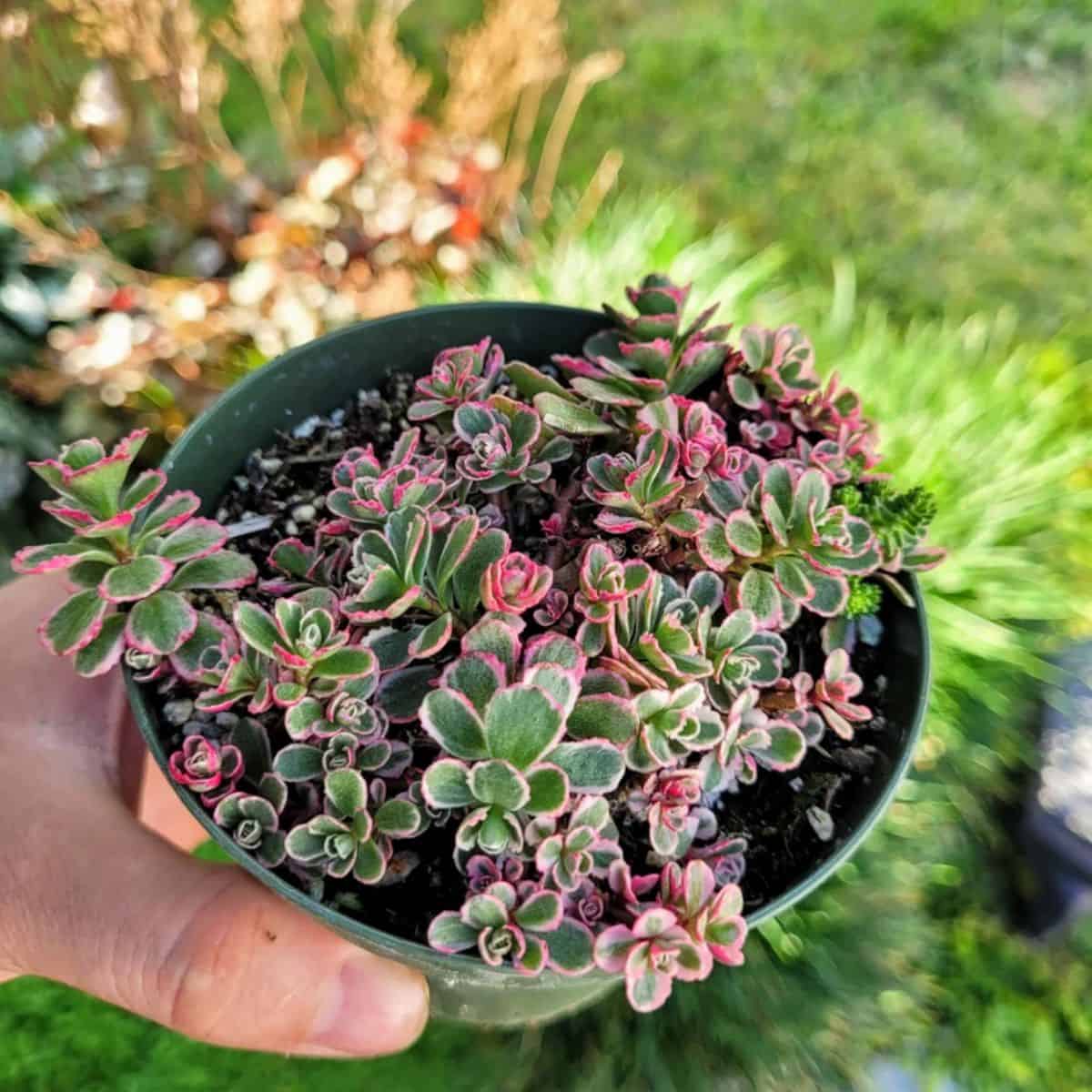  Sedum spurium, Tricolor grows in a pot held by hand.