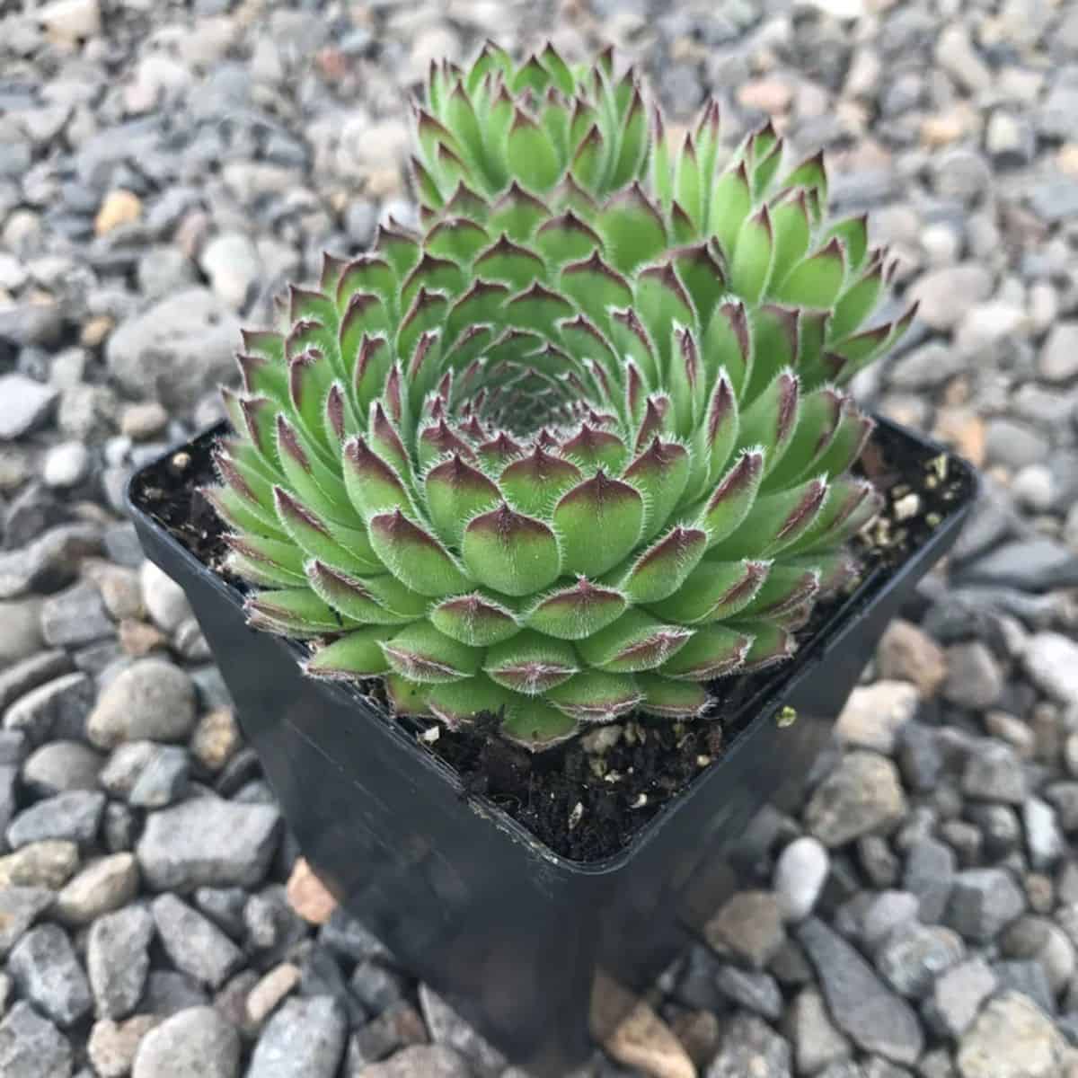 Sempervivium kosaninii grows in a plastic pot.