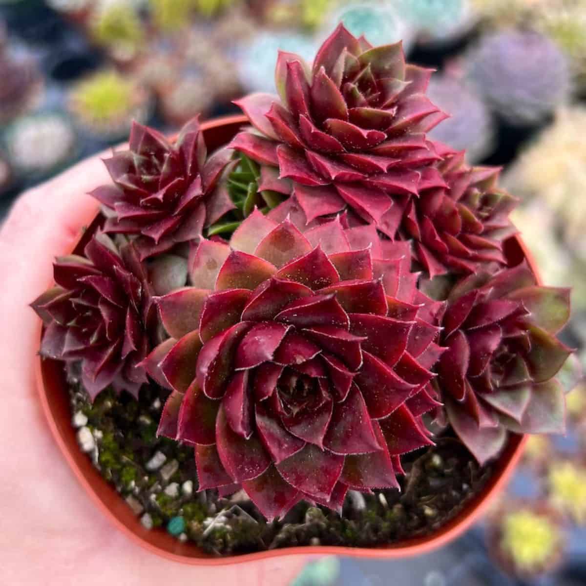 Sempervivum Jungle Fire grows in a plastic pot held by hand.