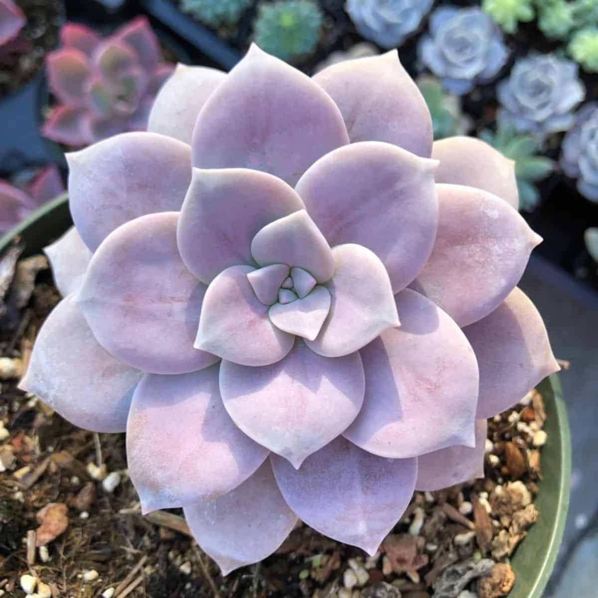 Graptopetalum Purple Superbum in a plastic pot.