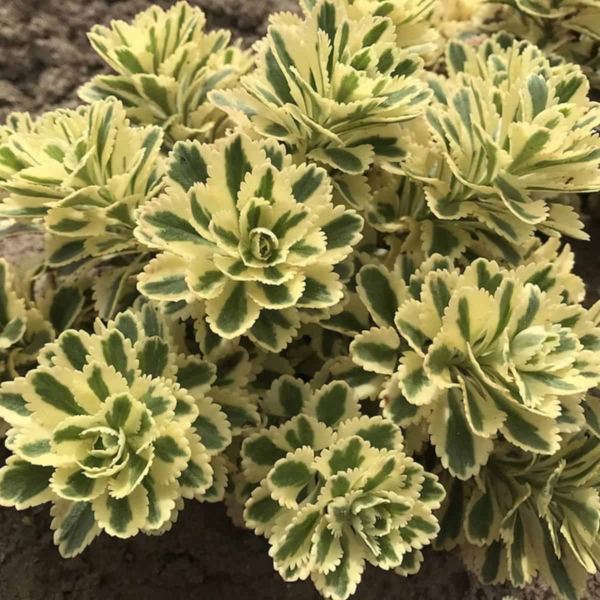 Sedum takesimense beautiful foliage.