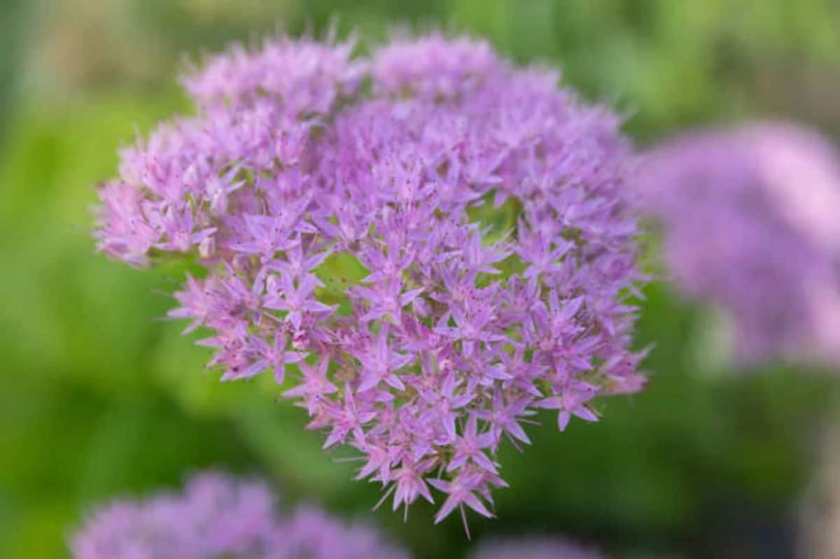 Hylotelephium spectabile in a pink bloom.