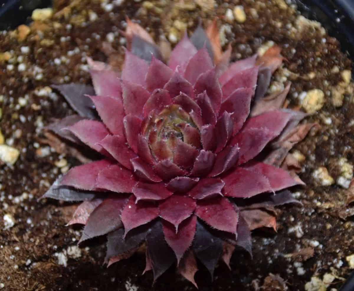 Sempervivum Royal Ruby variety.