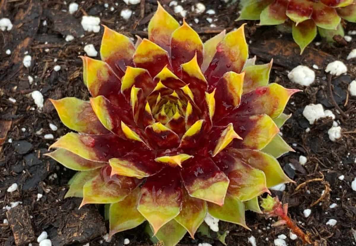 Sempervivum Gold Rush variety.