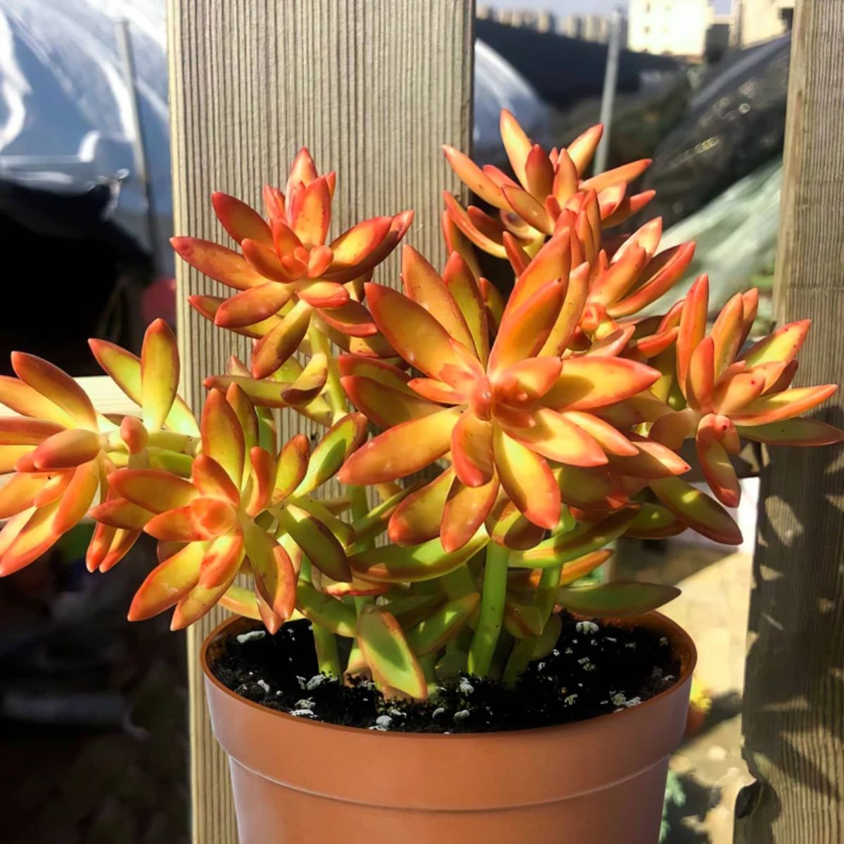 Sedum adolphi, Firestorm grows in a pot.