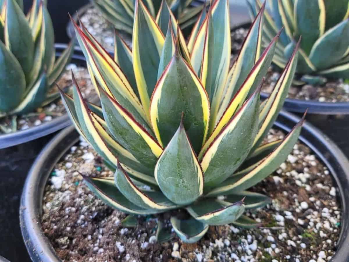 Snow Glow agave in a pot.