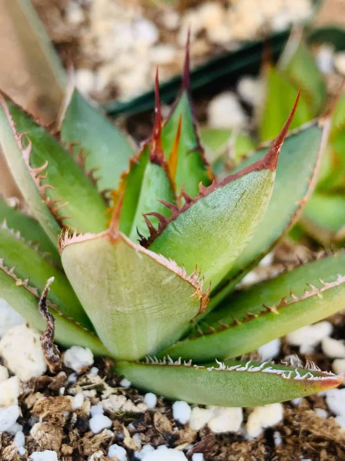 Agave horrida in a pot.