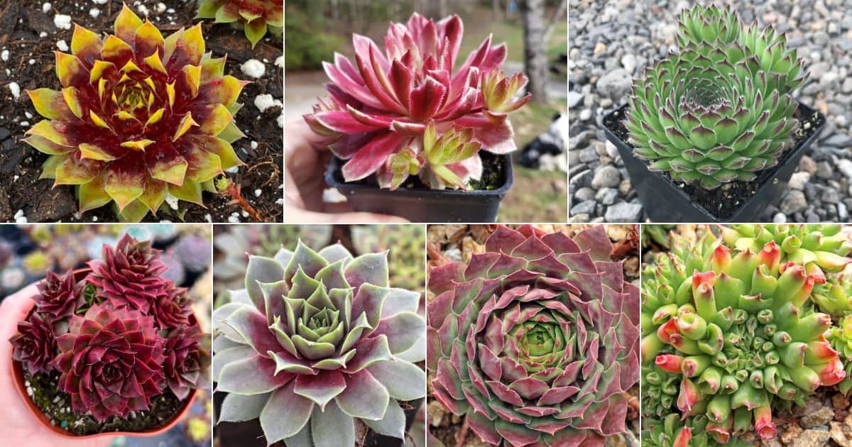 22 Beautiful Sempervivum Varieties for Your Garden facebook image.
