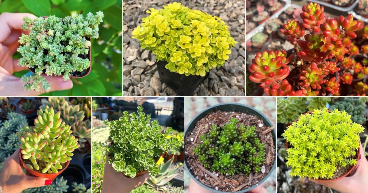 22 Intriguing Stonecrop to Brighten any Garden facebook image.