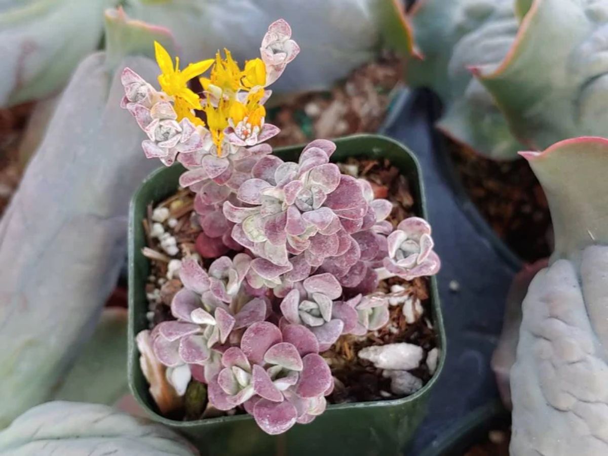 Sedum spathulifolium grows in a plastic pot.