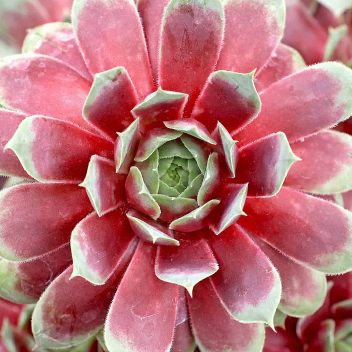 Sempervivum Watermelon Ripple variety.