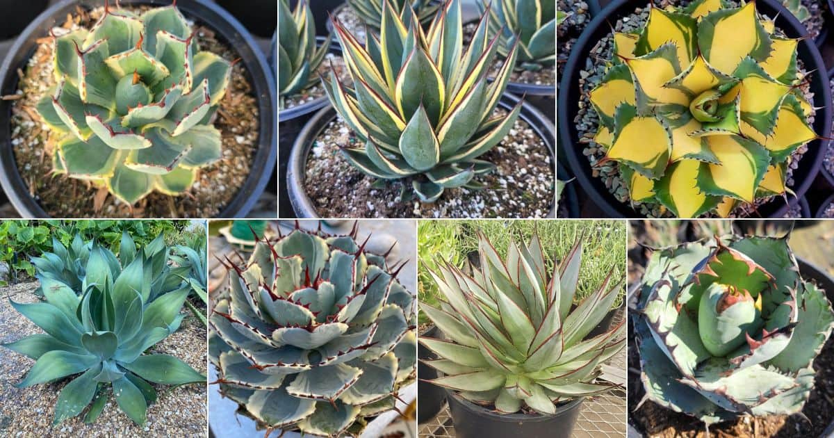 23 Agave to Adore In or Outdoors facebook image.