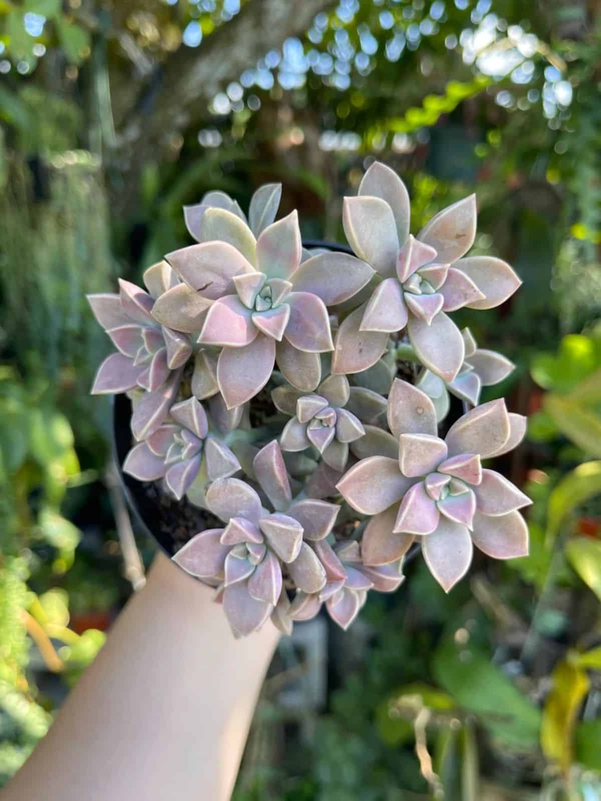 Graptopetalum paraguayense in a pot held by hand.