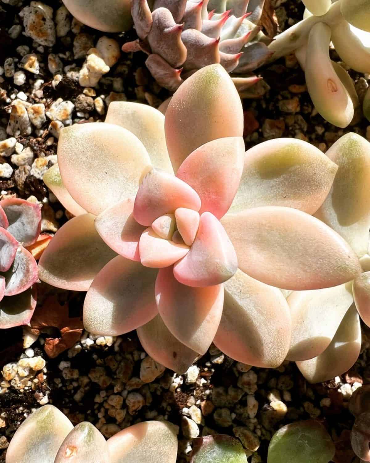 Graptoveria  titubans on a sunny day.