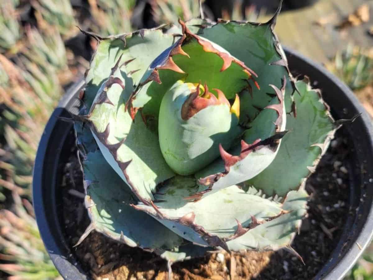 Rancho Tambor Agave in a black pot.